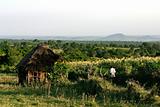 Scenery in Kenya