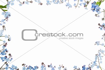 forget-me-not (floral ornament)