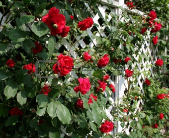 Red Rose Trellis