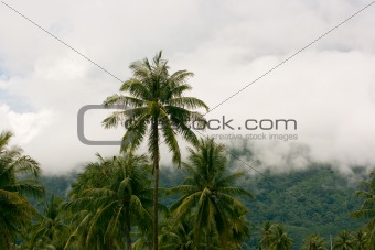 coconut palm and mountain after tropical rain
