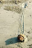 Snail Slow Pace on Sand