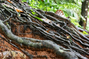 root of the raintree