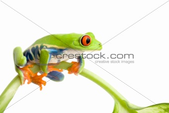 frog on stem isolated