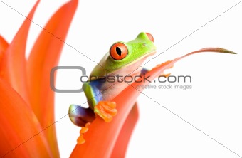 frog on a plant
