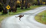Kangaroo Crossing in front of a sign