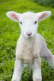 Soft Lamb