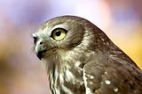 Barking Owl (Ninox Connivens)