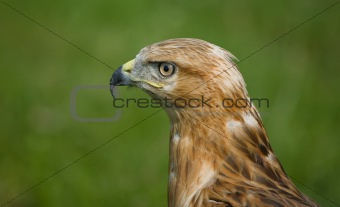Eagle in profile