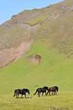 Three Icelandic horses walking through a field full of flax