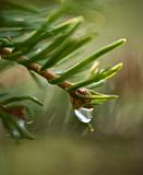 A dewdrop is falling from a pine branch