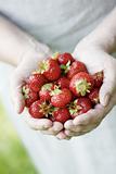 Holding fresh strawberries.