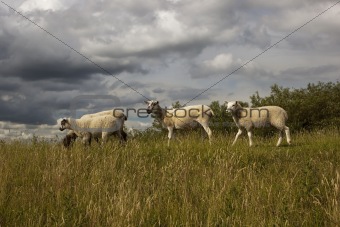 two sheep on hillside