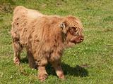 highland calf in a meadow