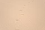 Footprints in the dune, Fuerteventura Island, Spain