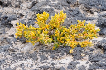 Succulent plant on lava ground, Fuerteventura