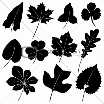 Vector leaves