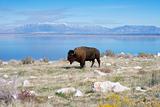 Buffalo in Antelope Island State Park