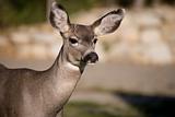 Deer close up