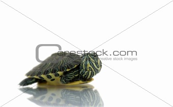 Turtle before white background