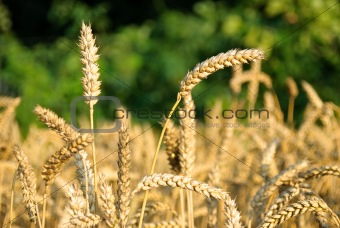 Natural background with wheat