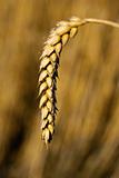 Natural background with wheat