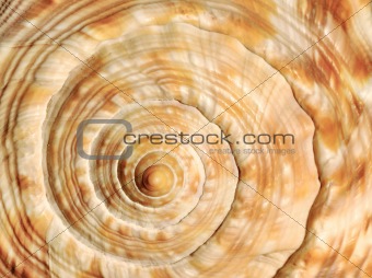 Spiral on sea shell