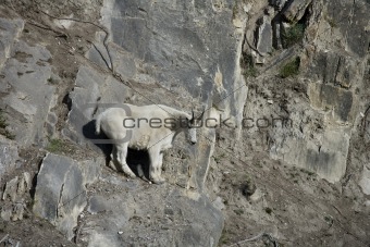 Billy Mountain Goat looking down from a cliff