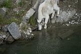 Billy Mountain Goat drinking