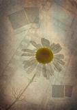Vintage background with camomile 3