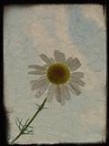 Vintage background with camomile