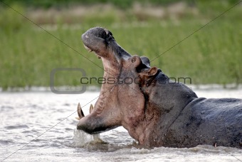Rufiji River Hippo mouth open