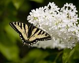 Swallowtail butterfly on Lilac