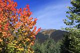 Colourful maple bush with mountain landscape in background