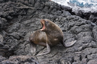 Sea lion barking on the Galapagos Islands