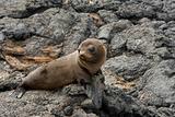 Sea lion in the Galapagos Islands