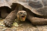Giant Galapagos tortoise, Geochelone elephantopus