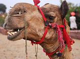 Camel in desert Oasis India