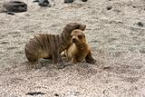 Sea lion pups playing in the shade on the Galapagos Islands