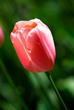 Rose tulip in the Keukenhof Park