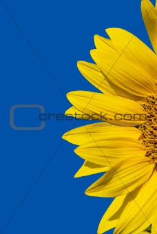 yellow sunflower and bright blue sky