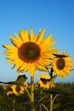 sunflower field 2