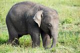 baby elephant in sri lanka