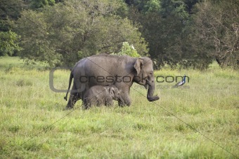 mother and baby elephant