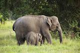 mother and baby elephant 3