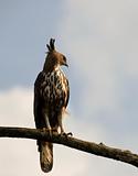 changeable hawk eagle in sri lanka