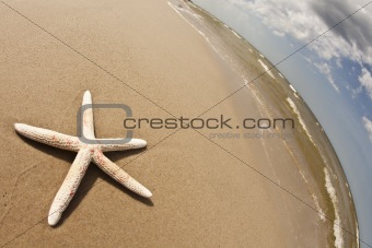 Shell on a nice sandy beach