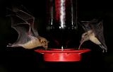Bats At A Feeder