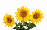 sunflowers isolated