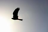 Hawk Soaring in the Sky