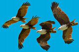 brahminy kite flying sequence